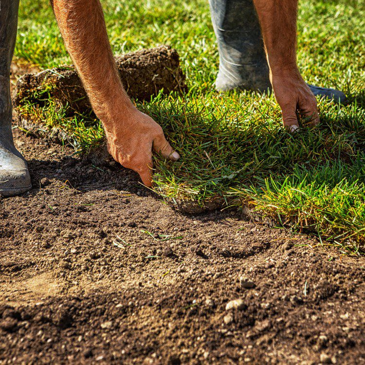 Lawn Services in Lakeland, FL Lawn Services in Lakeland, FL