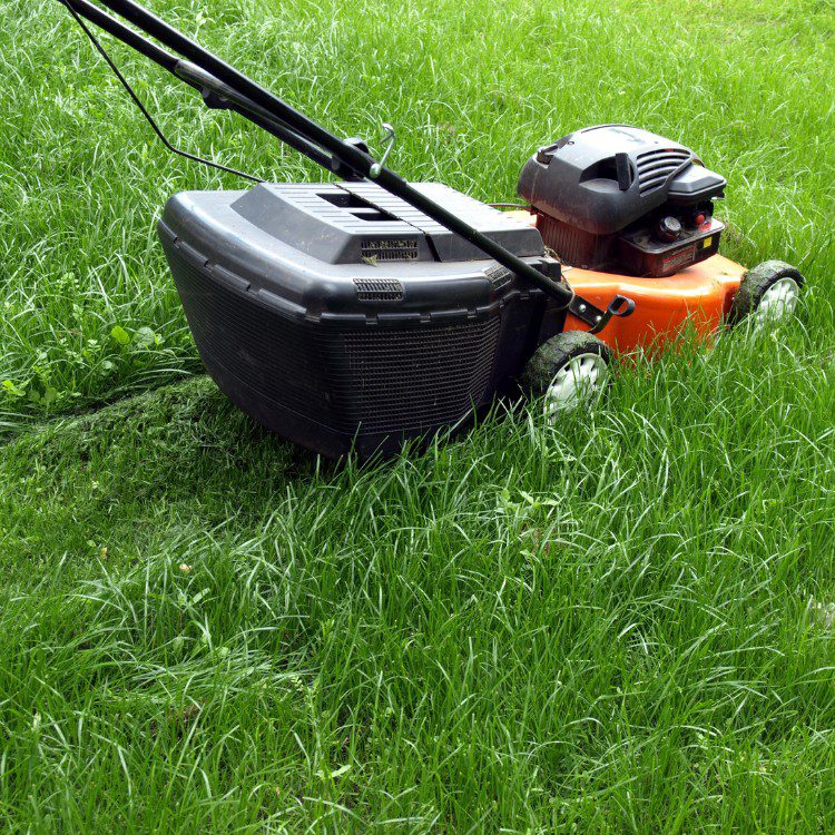 Lawn Services in Lakeland, FL