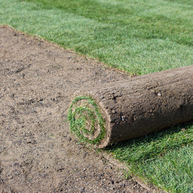 Lawn Services in Lakeland, FL Lawn Services in Lakeland, FL