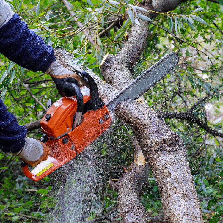 Lawn Services in Lakeland, FL Lawn Services in Lakeland, FL
