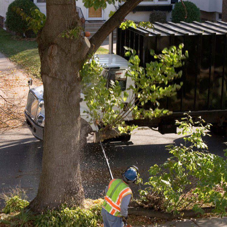 Lawn Services in Lakeland, FL Lawn Services in Lakeland, FL